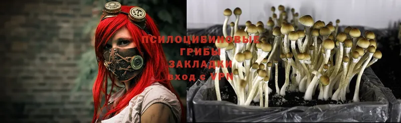 где купить наркоту  Володарск  Галлюциногенные грибы Psilocybe 